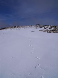 Footprint trail on Thunacar Knott