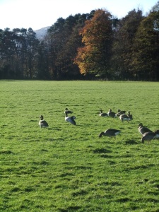 Geese in a field just outside Keswick