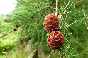 Conifers on Claife Heights