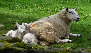 Ewe and two lambs