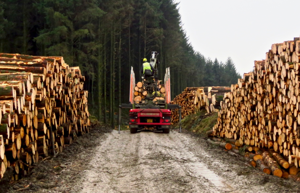 Forestry work